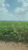 organic pima cotton fields